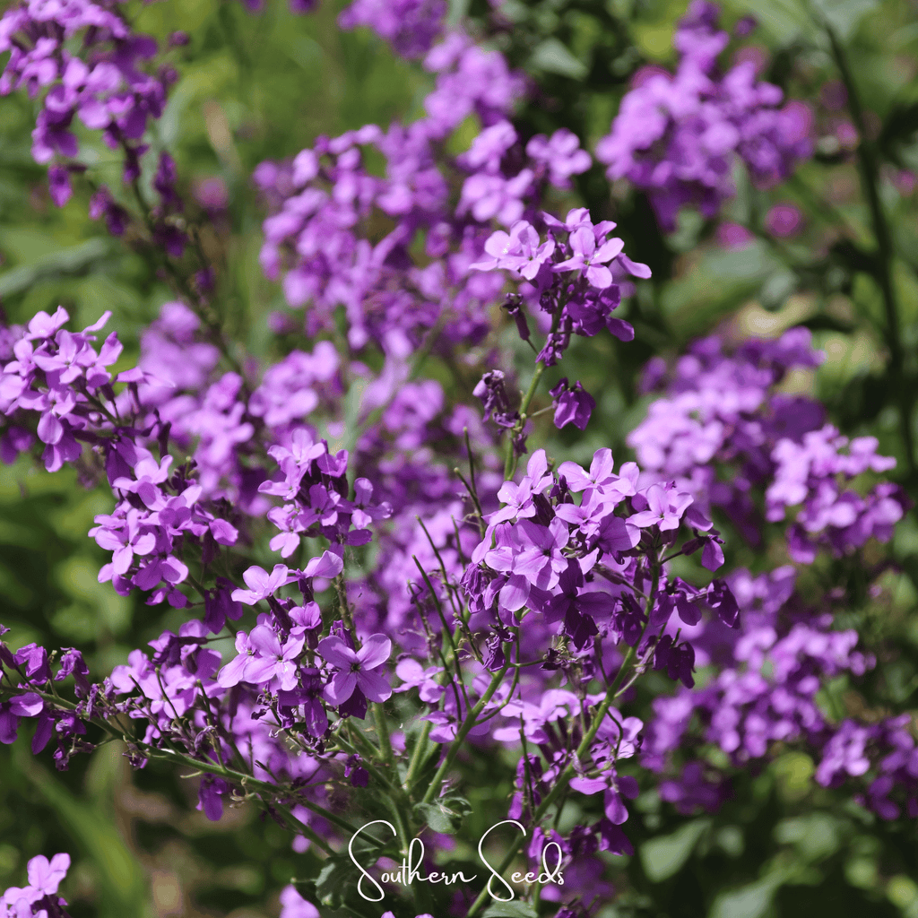 Dames Rocket – 200 Seeds | Seeds | Wiccan Center
