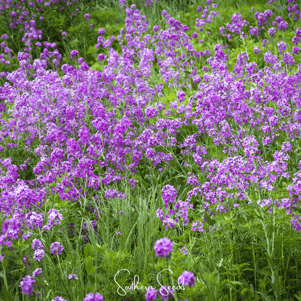 Dames Rocket – 200 Seeds | Seeds | Wiccan Center