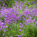 Dames Rocket – 200 Seeds | Seeds | Wiccan Center