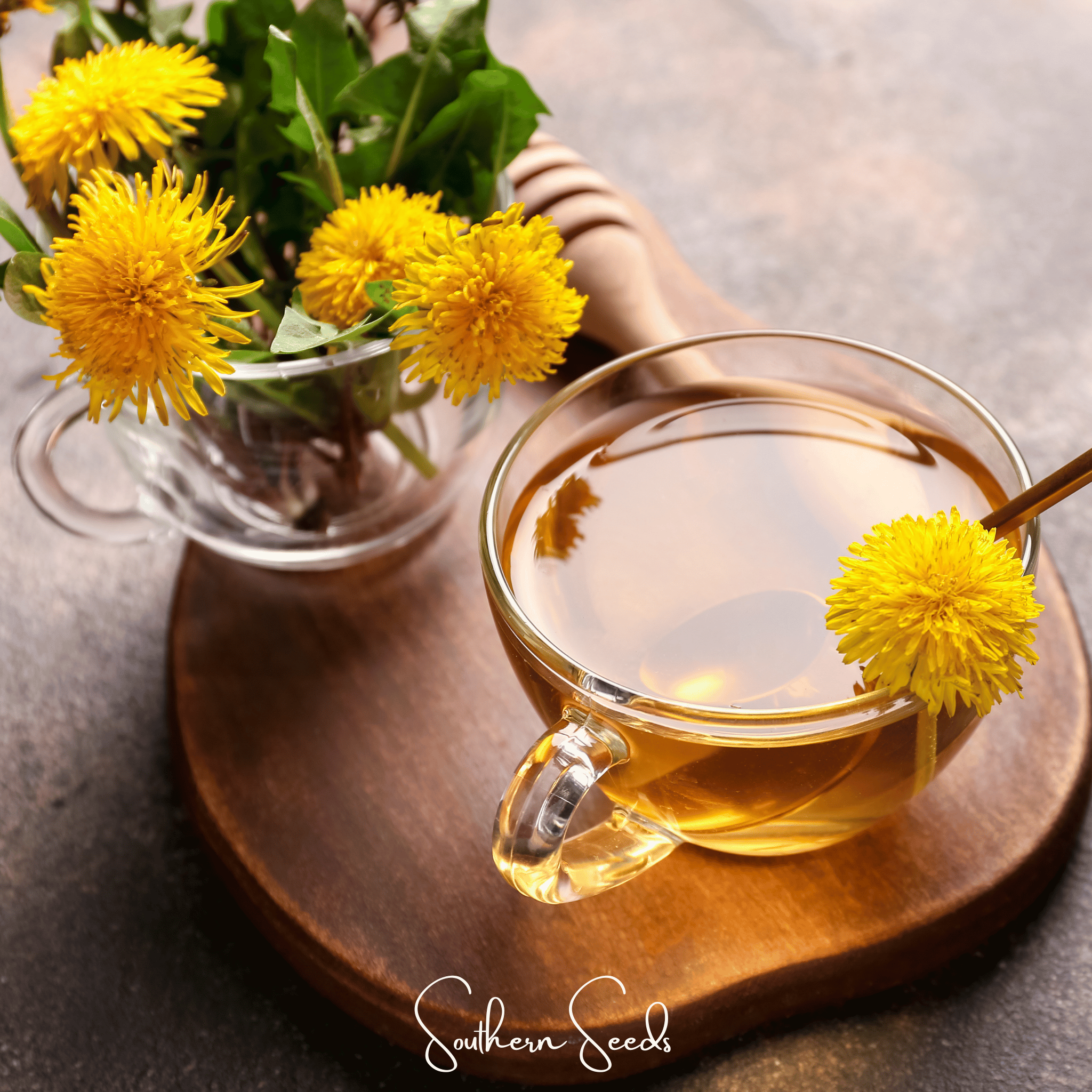 True Dandelion – 50 Seeds | | Wiccan Center