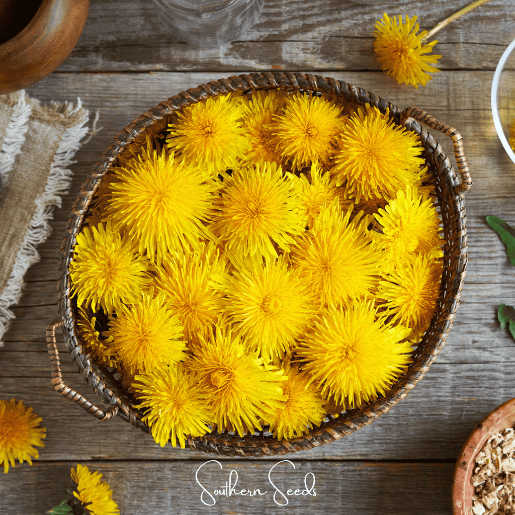 True Dandelion – 50 Seeds | | Wiccan Center
