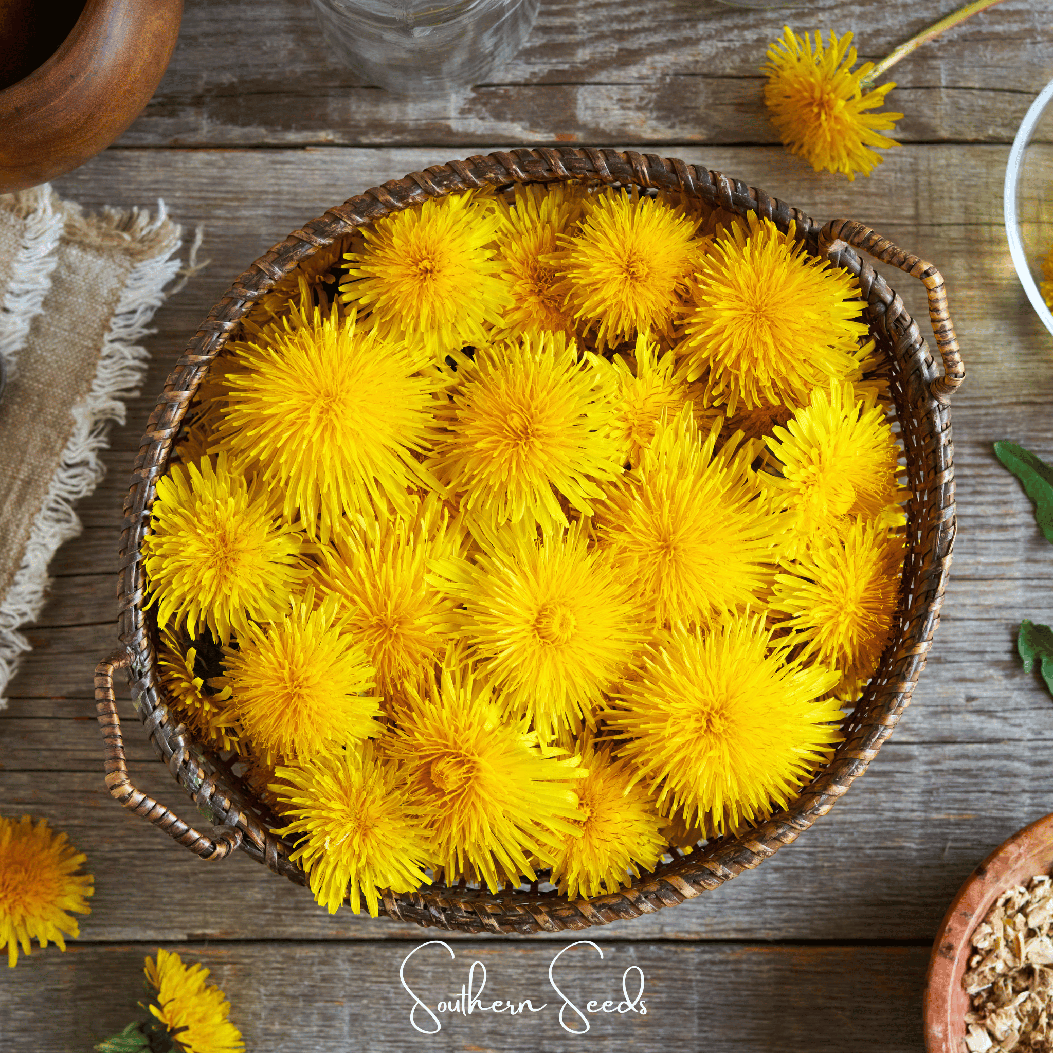True Dandelion – 50 Seeds | | Wiccan Center