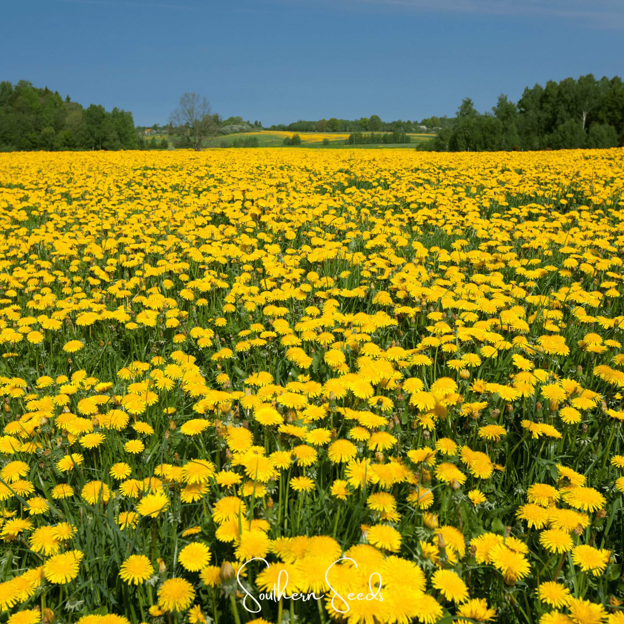 True Dandelion – 50 Seeds | | Wiccan Center