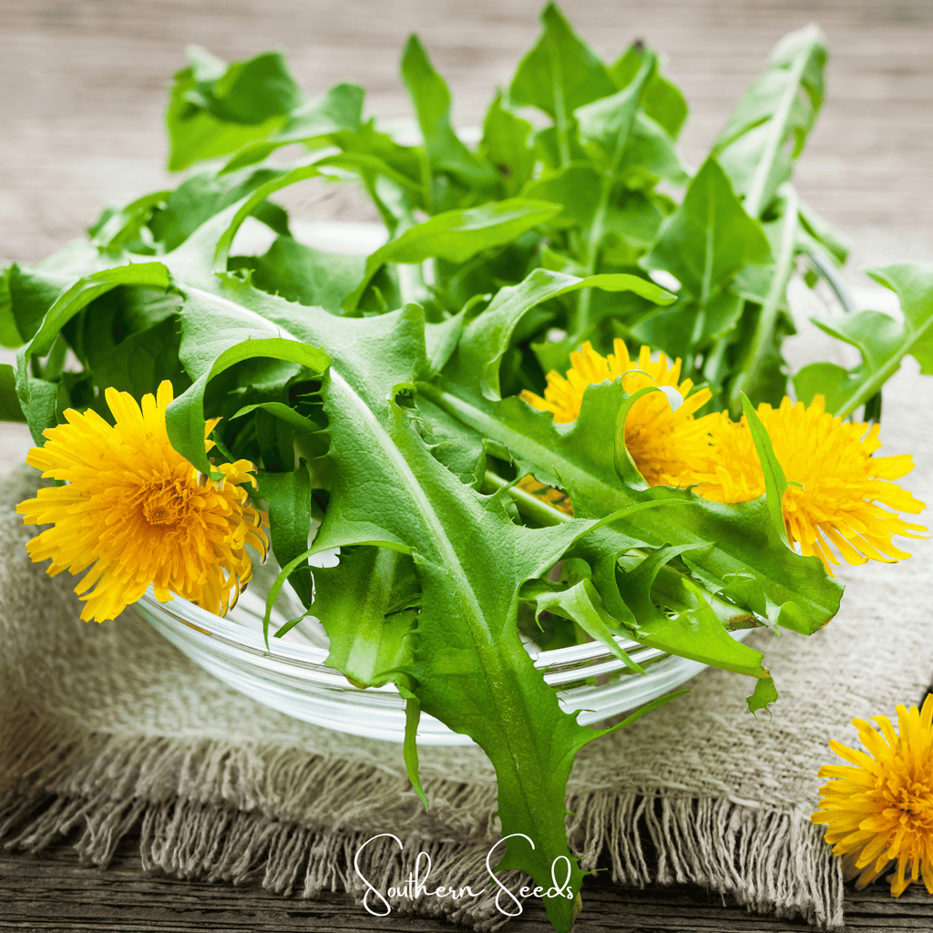 True Dandelion – 50 Seeds | | Wiccan Center