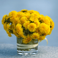 True Dandelion – 50 Seeds | | Wiccan Center