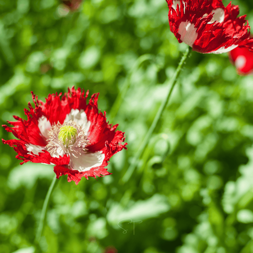 Danish Flag Poppy – 100 Seeds | Seeds | Wiccan Center