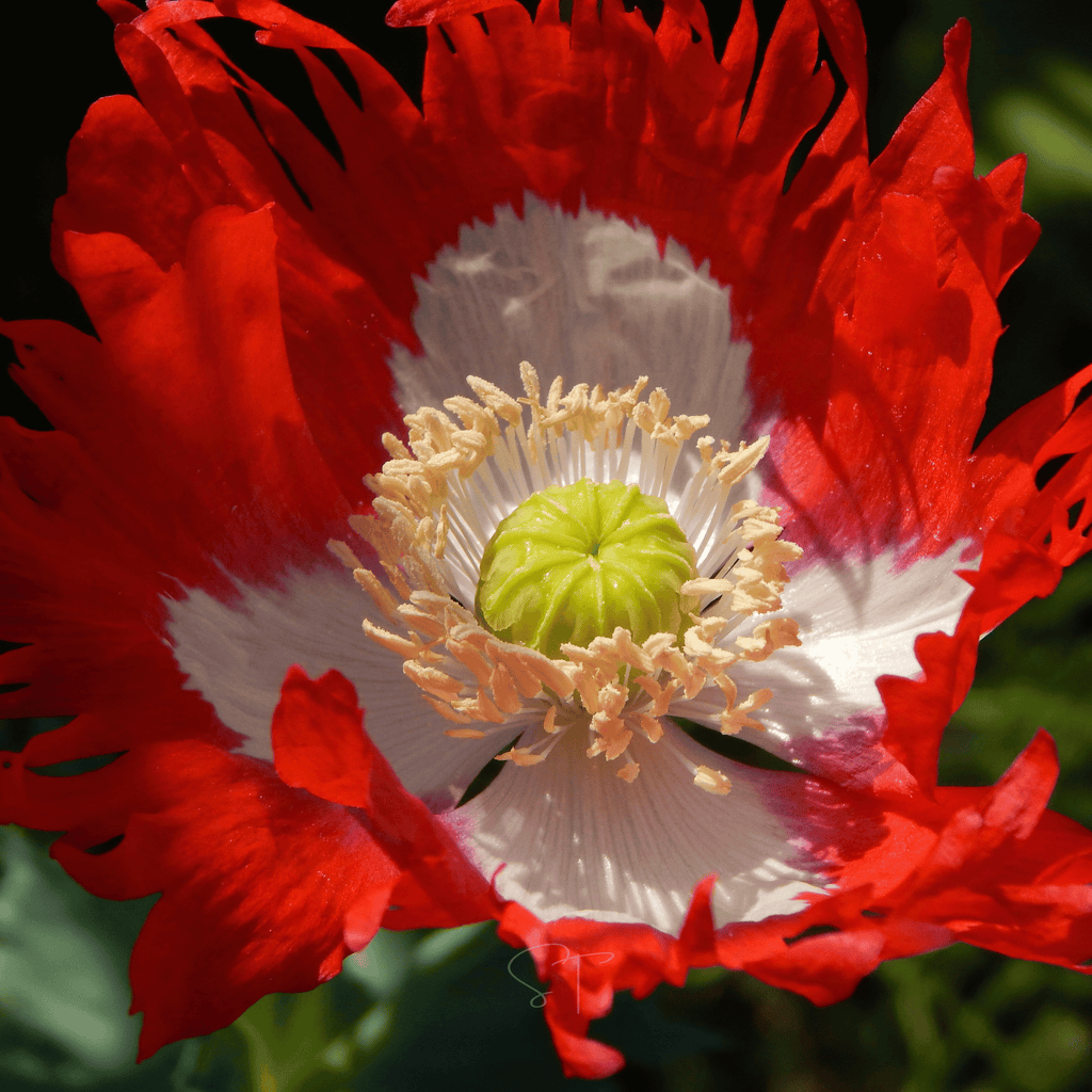 Danish Flag Poppy – 100 Seeds | Seeds | Wiccan Center