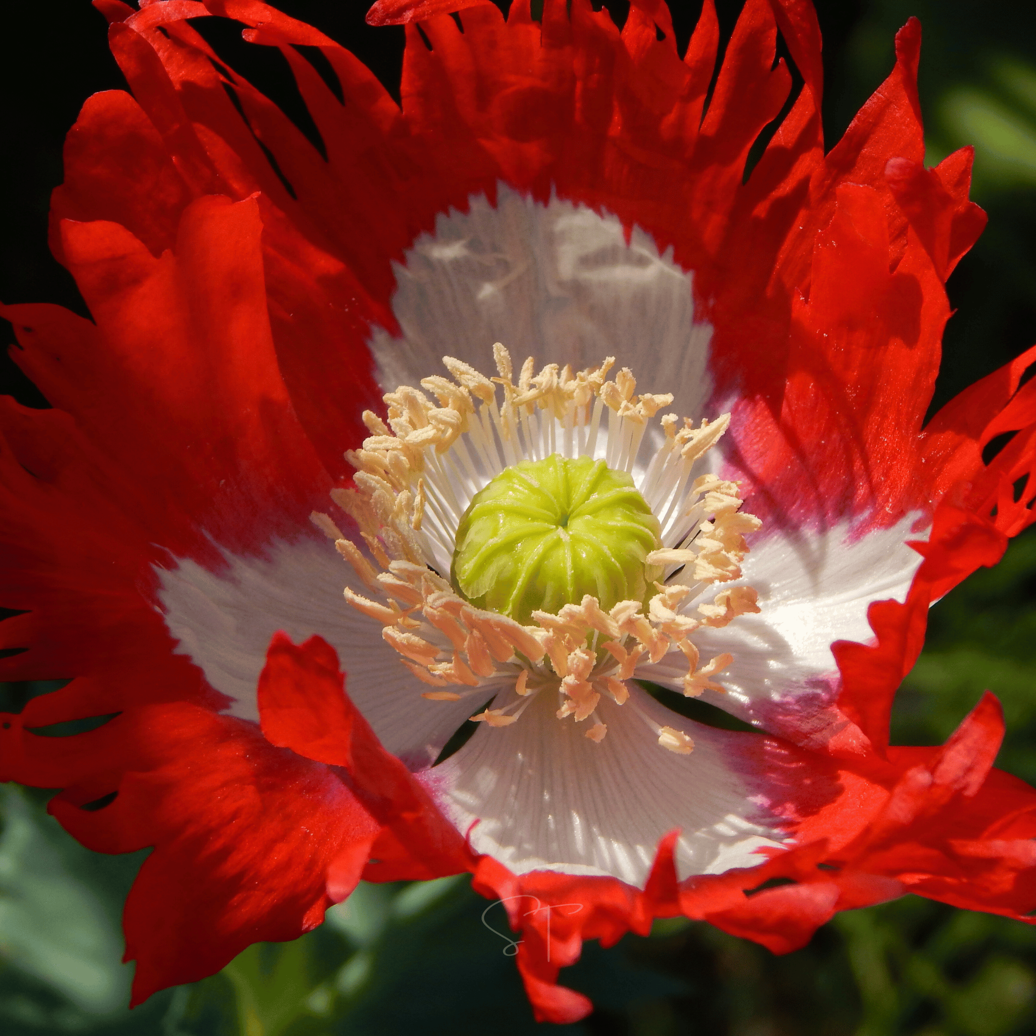 Danish Flag Poppy – 100 Seeds | Seeds | Wiccan Center