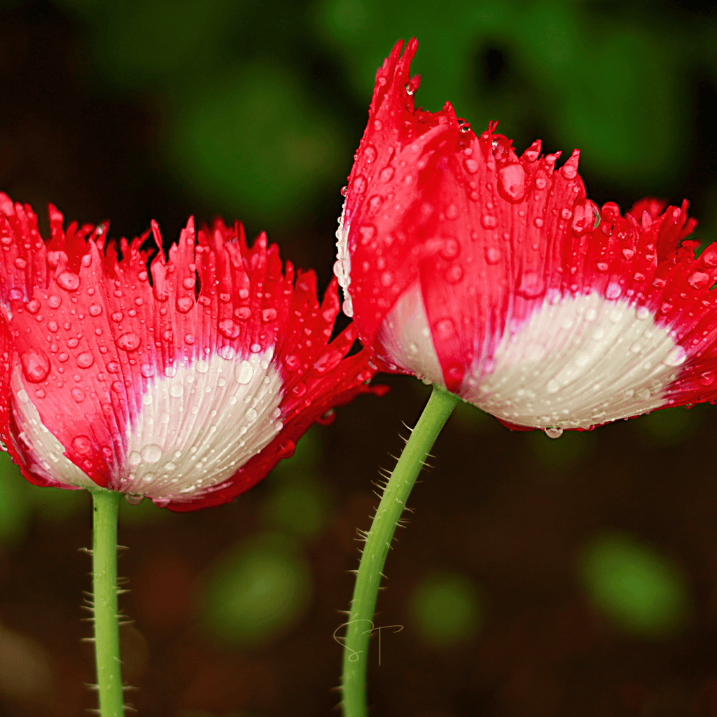 Danish Flag Poppy – 100 Seeds | Seeds | Wiccan Center