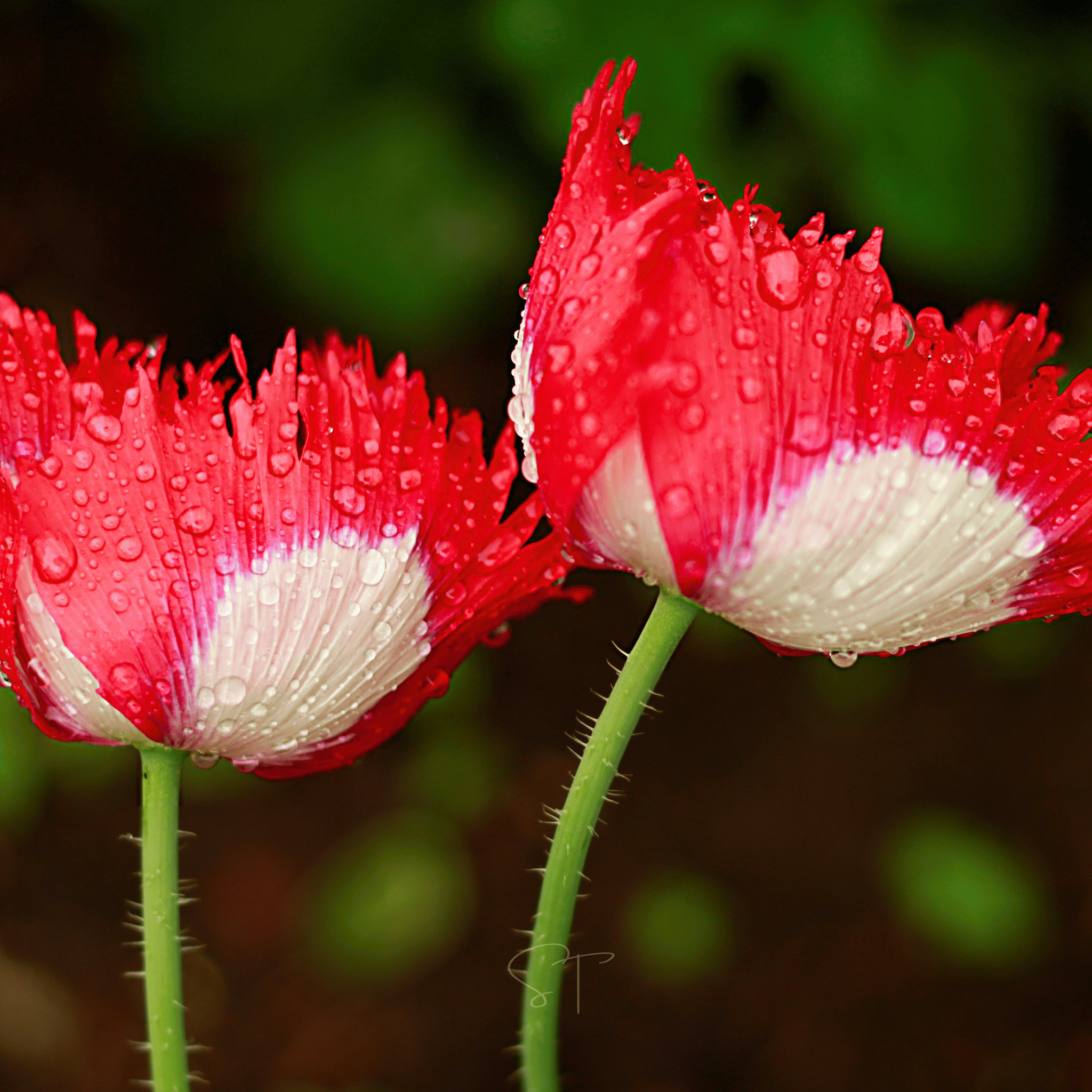 Danish Flag Poppy – 100 Seeds | Seeds | Wiccan Center