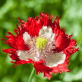 Danish Flag Poppy – 100 Seeds | Seeds | Wiccan Center