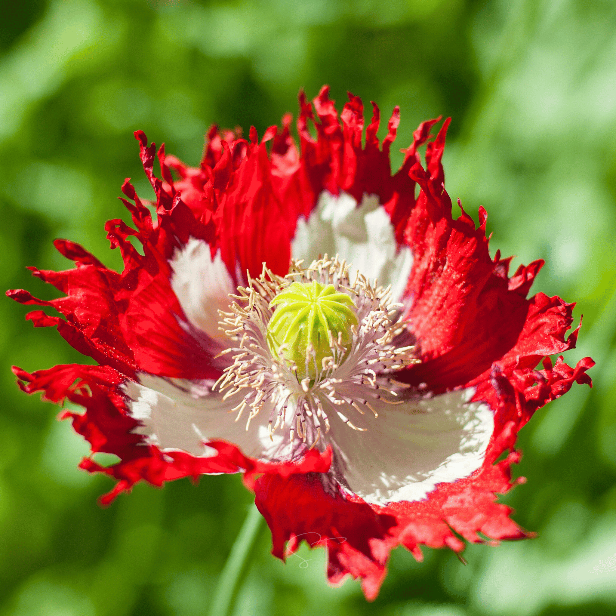 Danish Flag Poppy – 100 Seeds | Seeds | Wiccan Center