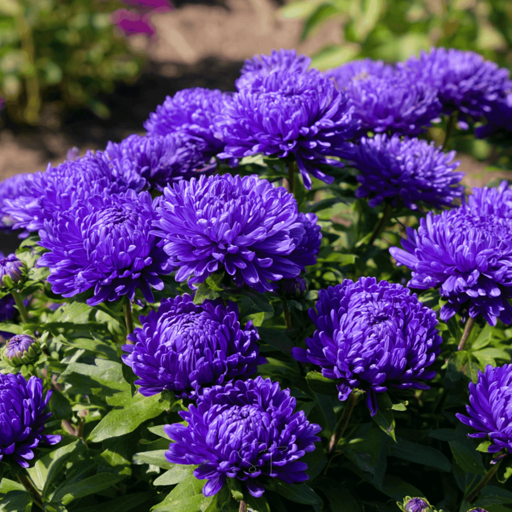 Dark Blue Paeony Duchess Aster – 50 Seeds | Seeds | Wiccan Center