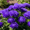 Dark Blue Paeony Duchess Aster – 50 Seeds | Seeds | Wiccan Center