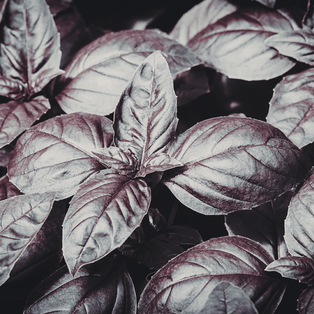 Dark Opal Basil – 250 Seeds | Seeds | Wiccan Center