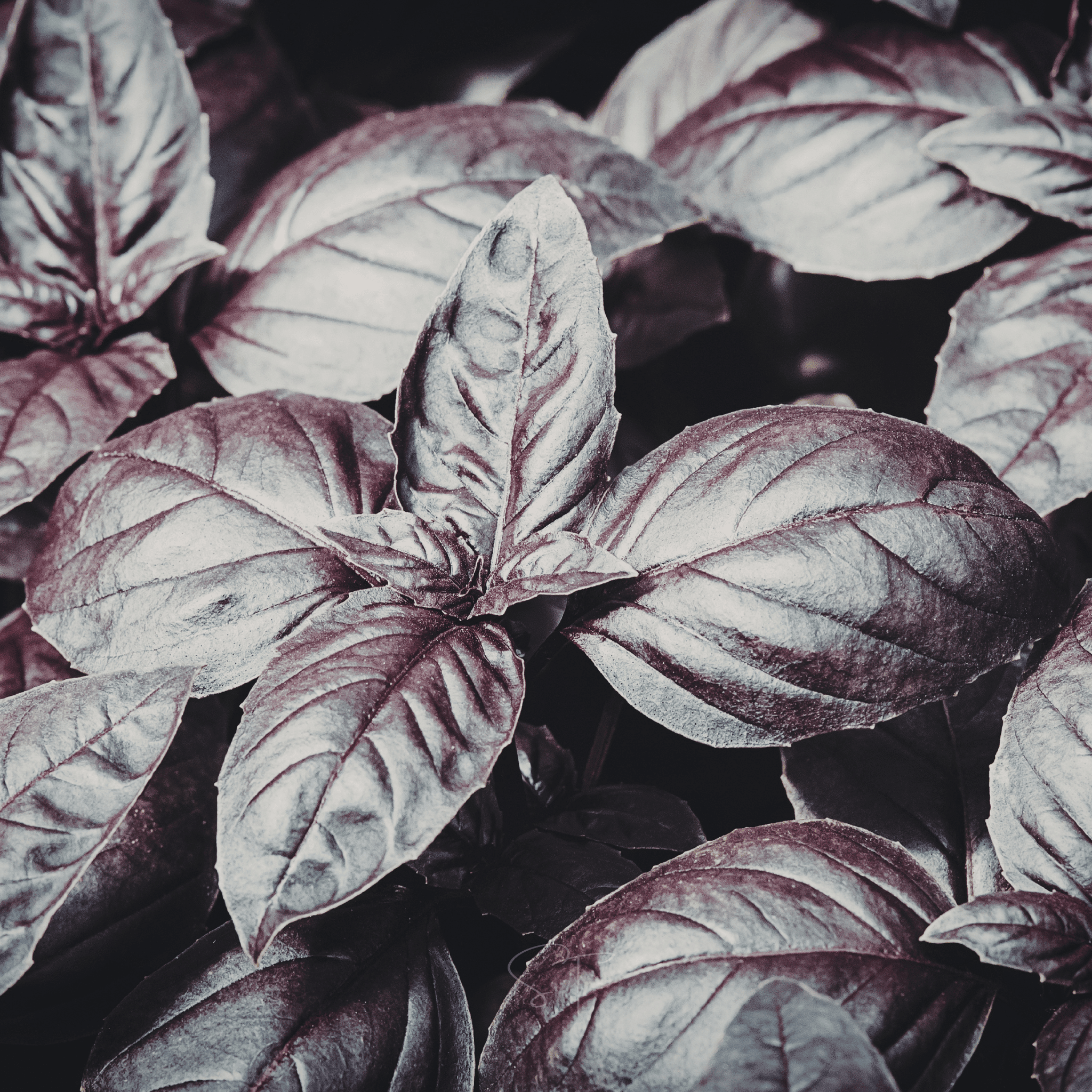 Dark Opal Basil – 250 Seeds | Seeds | Wiccan Center