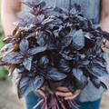 Dark Opal Basil – 250 Seeds | Seeds | Wiccan Center