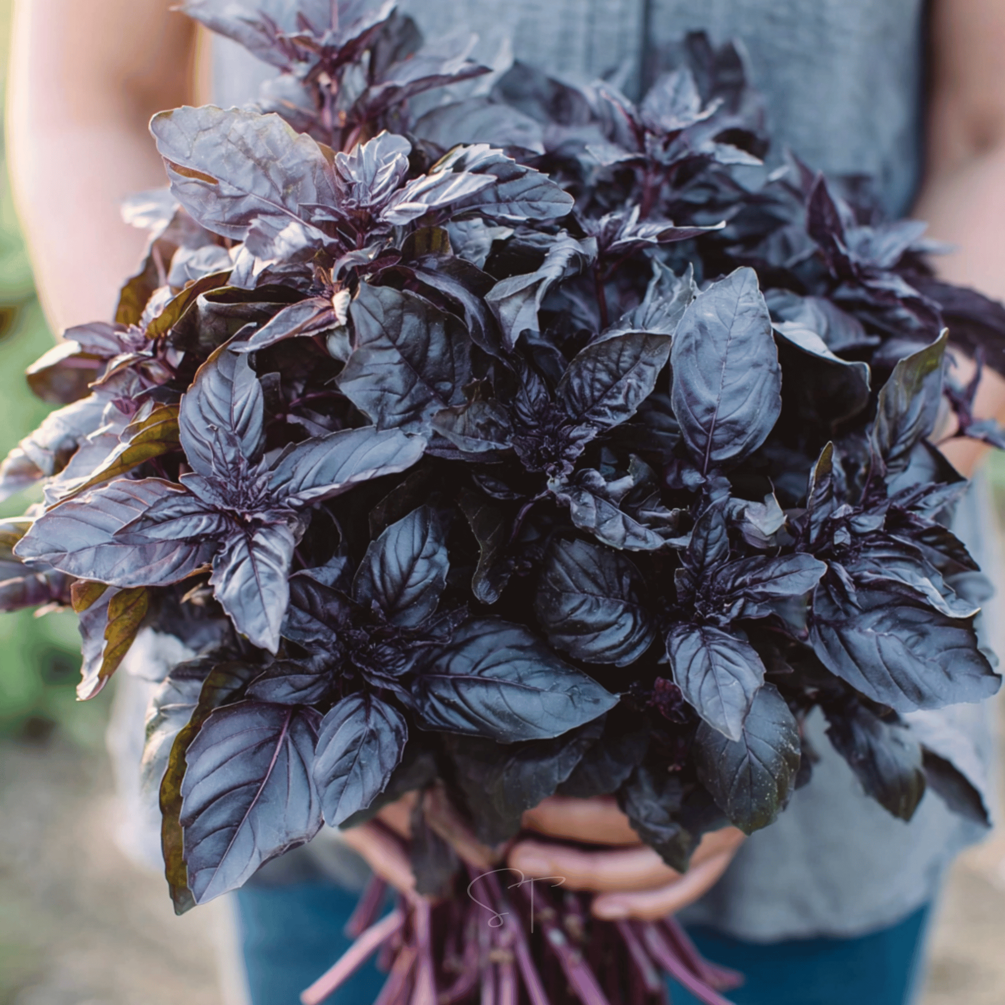 Dark Opal Basil – 250 Seeds | Seeds | Wiccan Center
