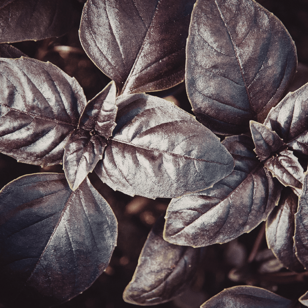 Dark Opal Basil – 250 Seeds | Seeds | Wiccan Center