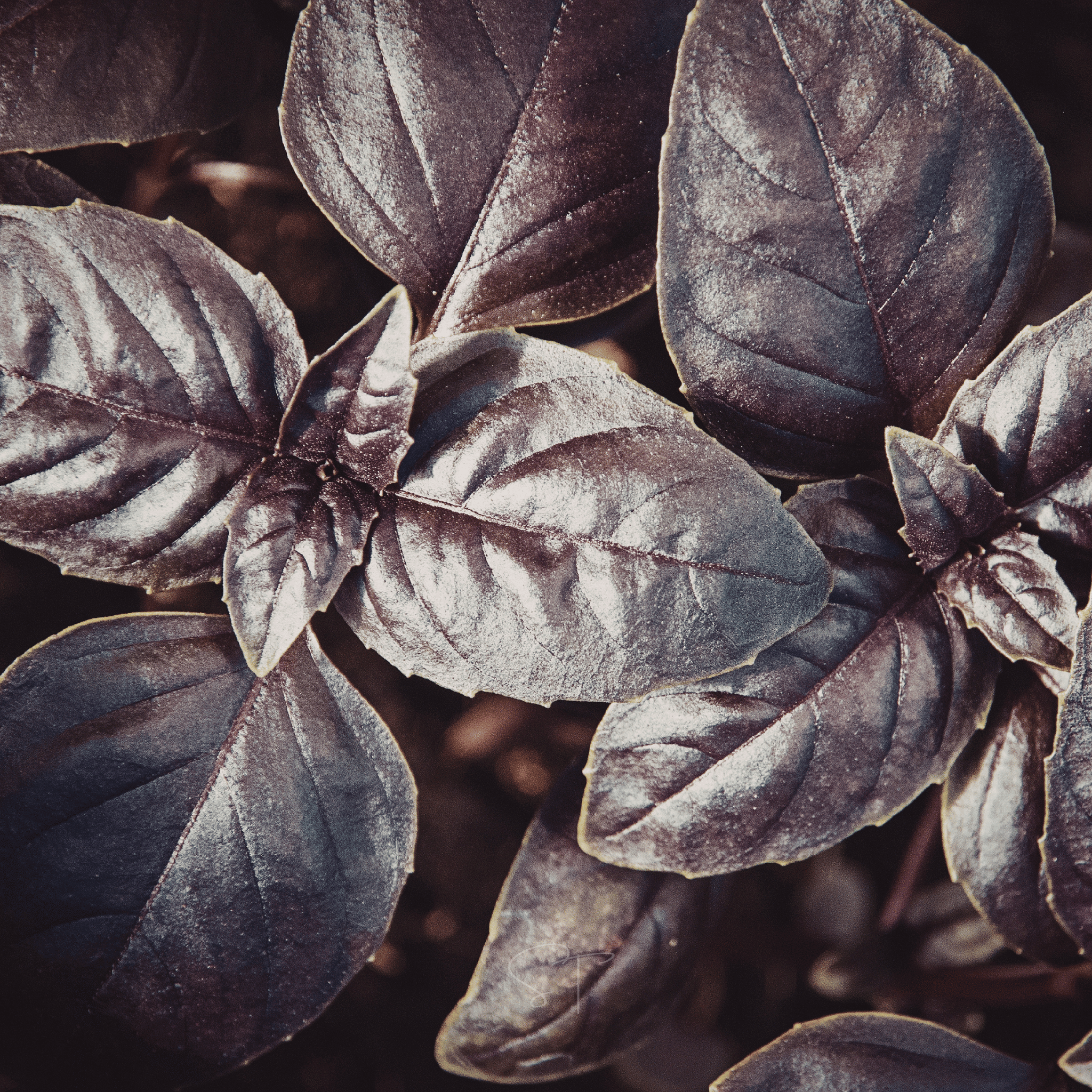 Dark Opal Basil – 250 Seeds | Seeds | Wiccan Center