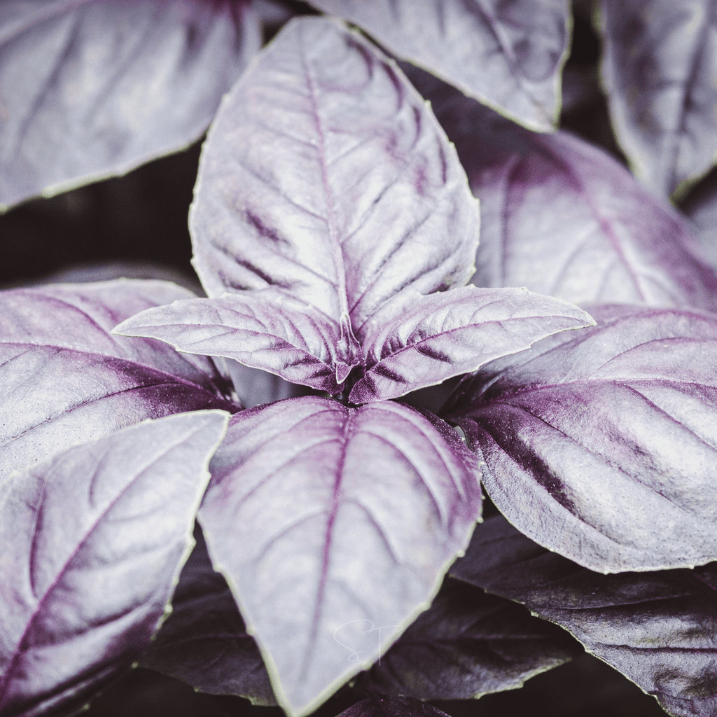 Dark Opal Basil – 250 Seeds | Seeds | Wiccan Center