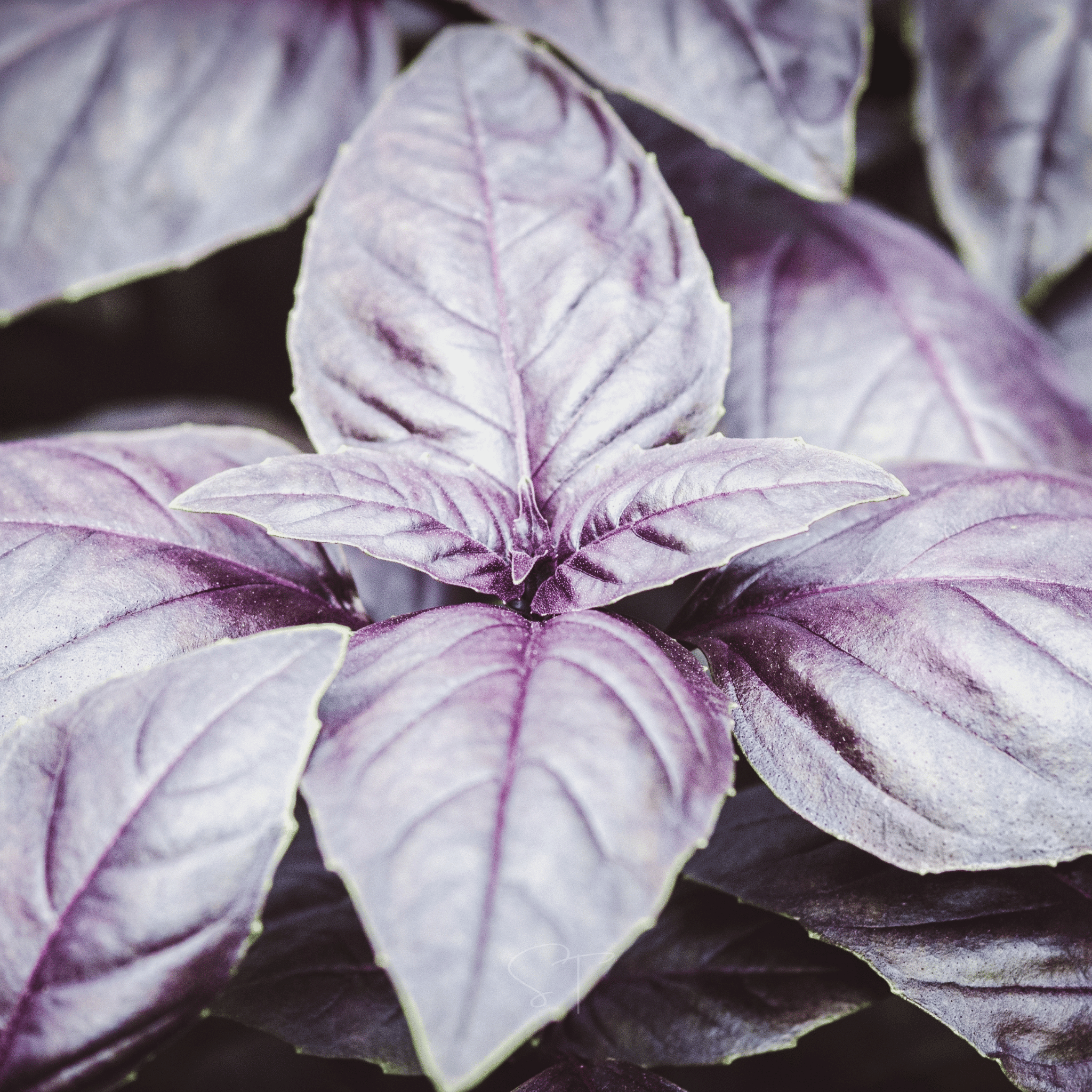 Dark Opal Basil – 250 Seeds | Seeds | Wiccan Center