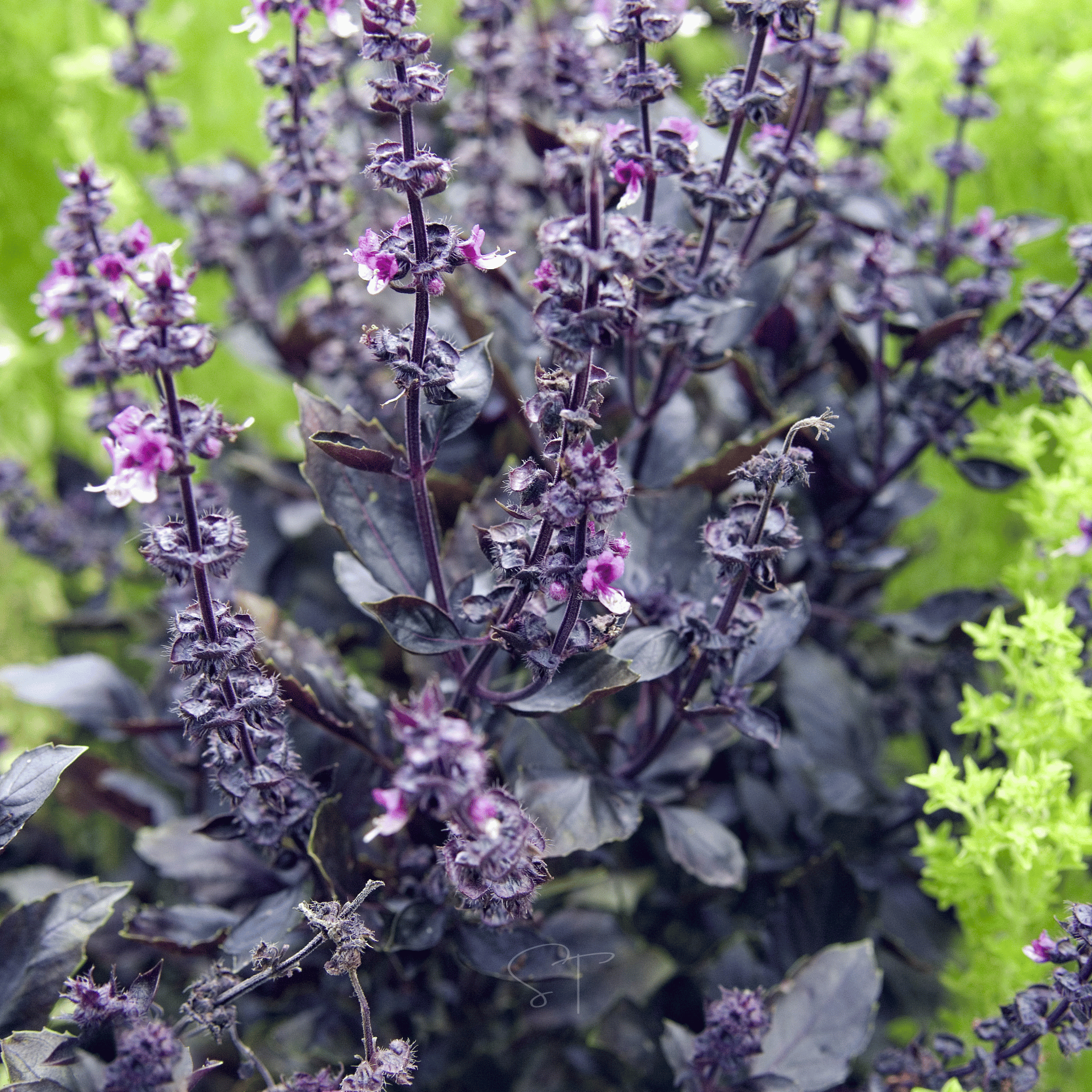 Dark Opal Basil – 250 Seeds | Seeds | Wiccan Center