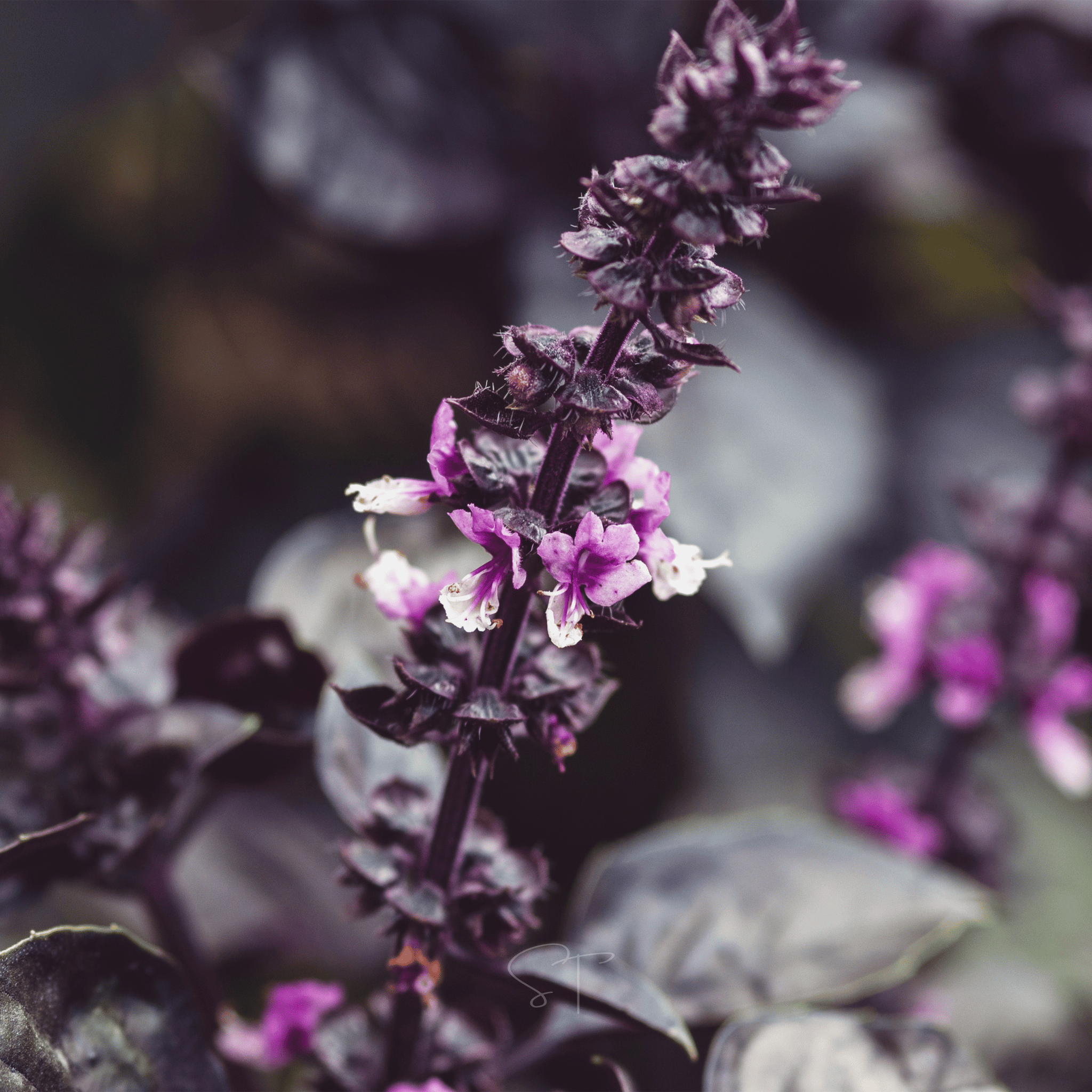 Dark Opal Basil – 250 Seeds | Seeds | Wiccan Center
