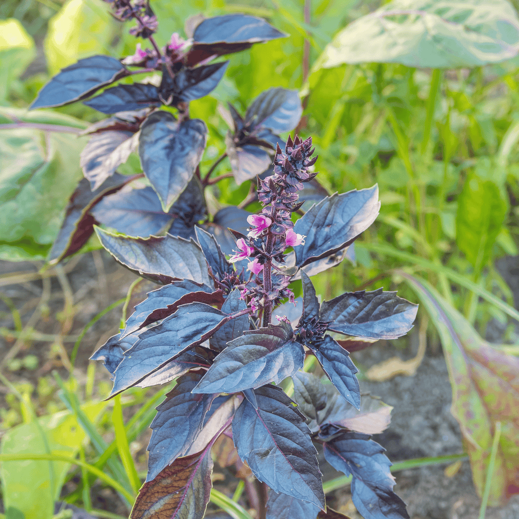 Dark Opal Basil – 250 Seeds | Seeds | Wiccan Center