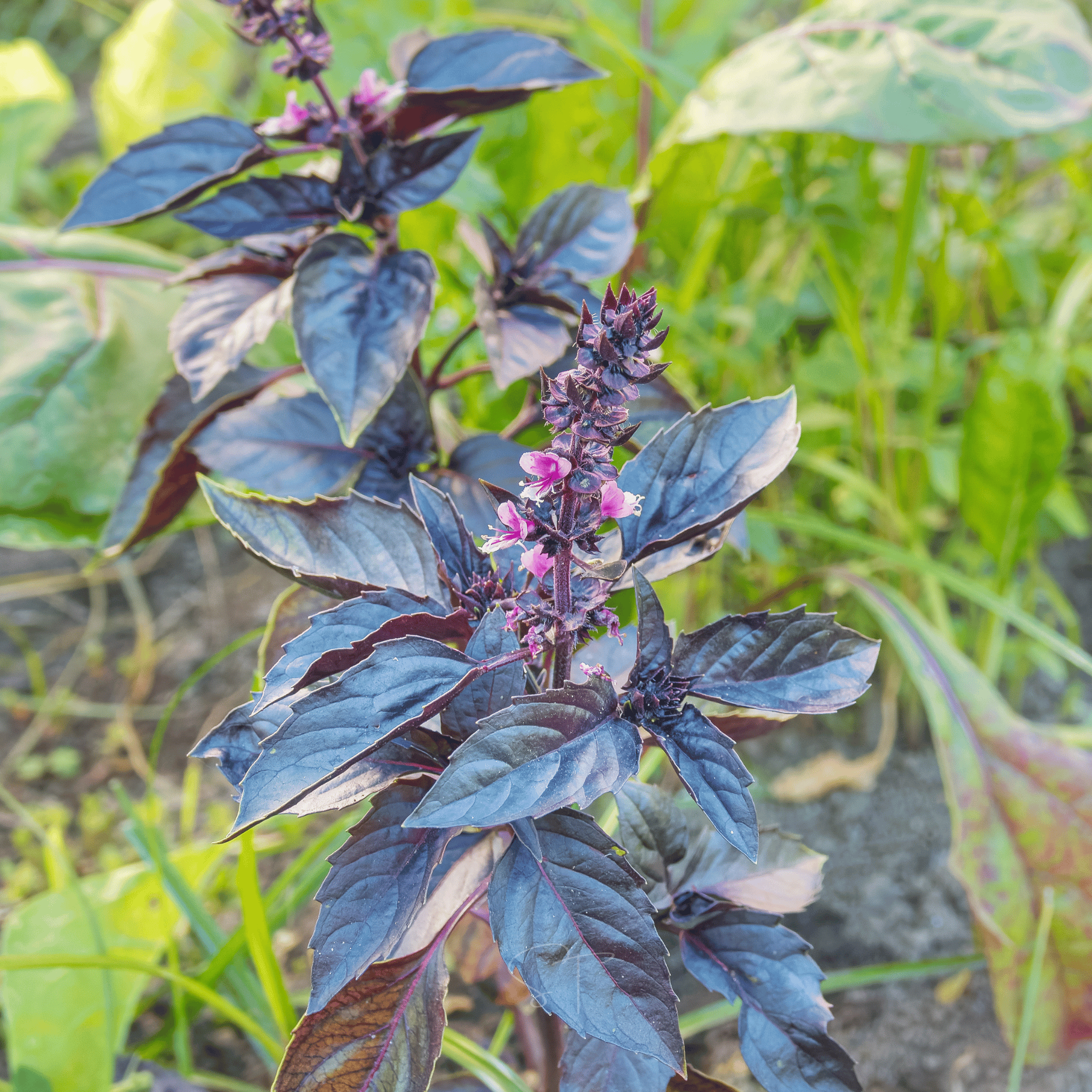Dark Opal Basil – 250 Seeds | Seeds | Wiccan Center