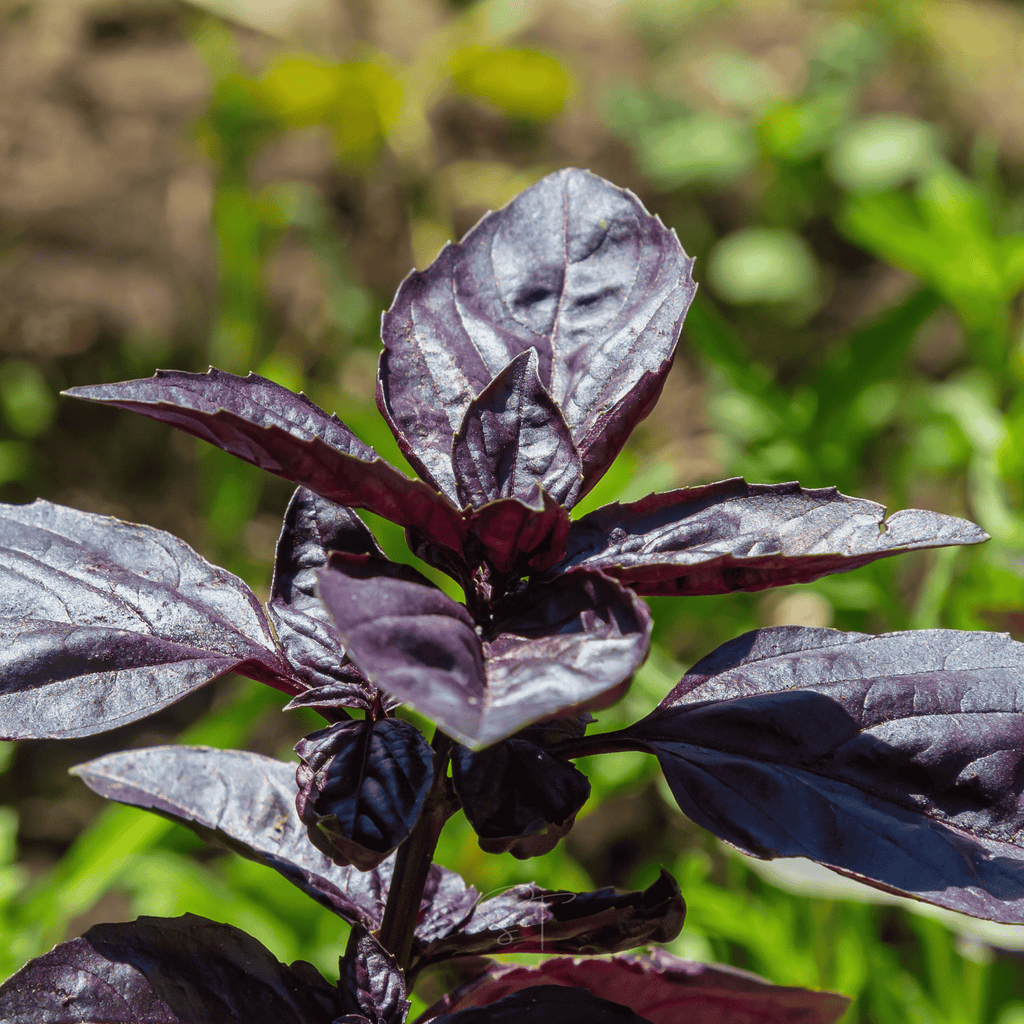 Dark Opal Basil – 250 Seeds | Seeds | Wiccan Center