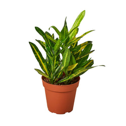 Croton 'Sunny Star' | Indoor Plants | Wiccan Center