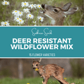 Deer Resistant Wildflower Seed Mix (15 Varieties) – 1,000 Seeds | Seeds | Wiccan Center