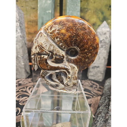 1.26LB Rare! Natural Tentacle Ammonite FossilSpecimen Shell Healing Madagascar | Fossils & Rare Specimens | Wiccan Center
