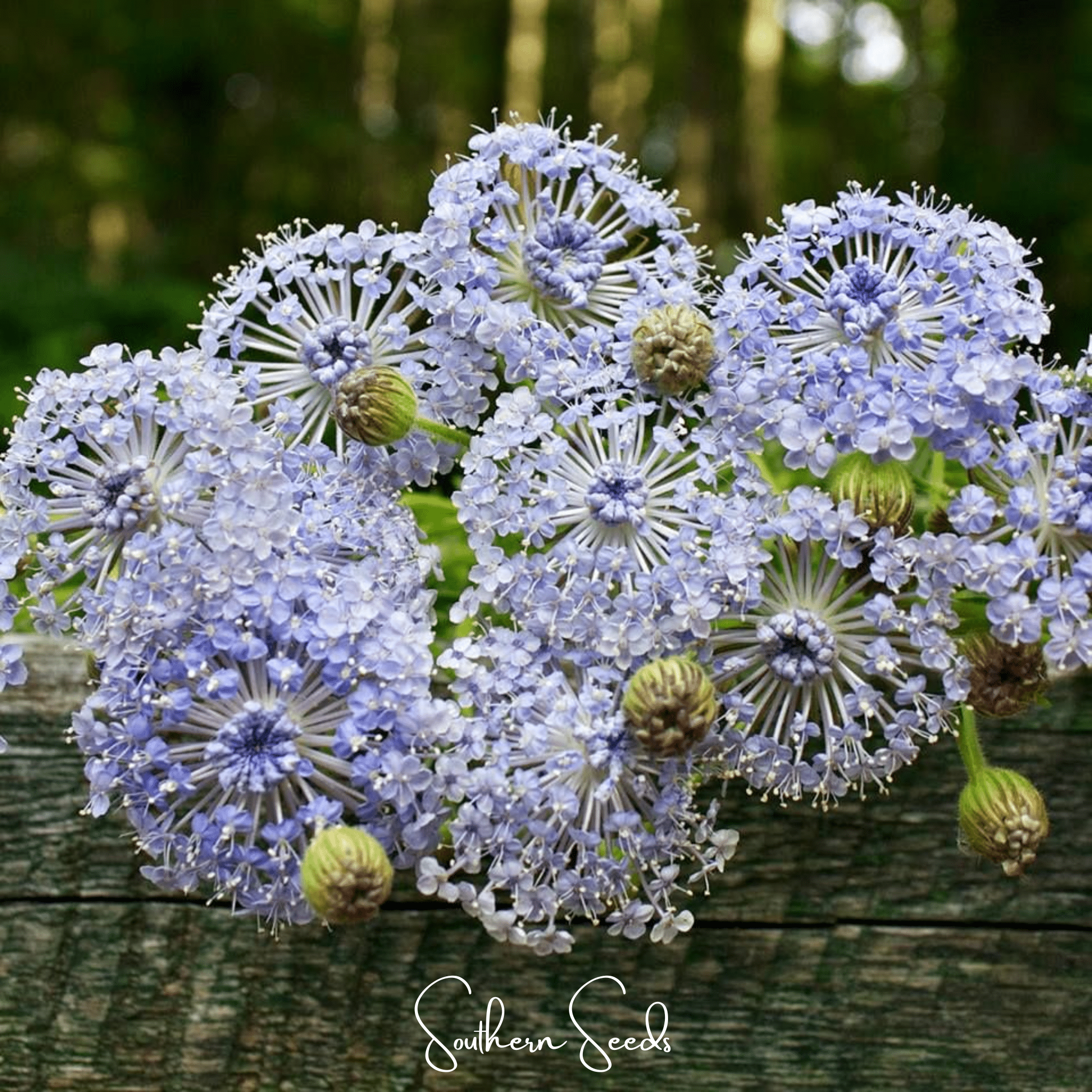Blue Lace Flower Didiscus – 50 Seeds | Seeds | Wiccan Center