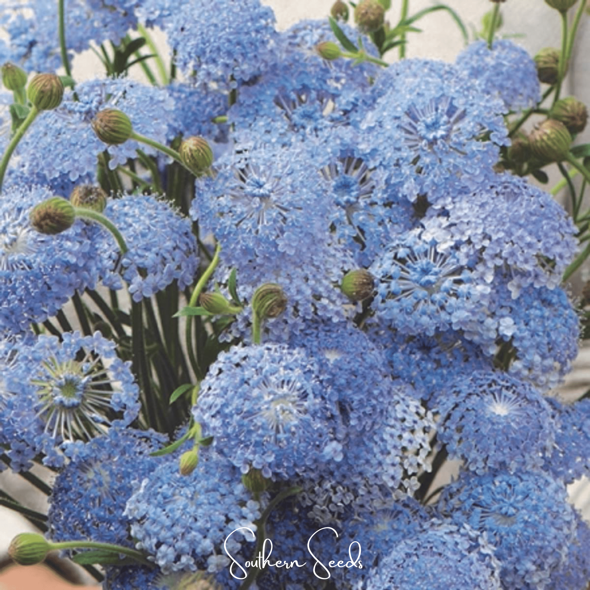 Blue Lace Flower Didiscus – 50 Seeds | Seeds | Wiccan Center