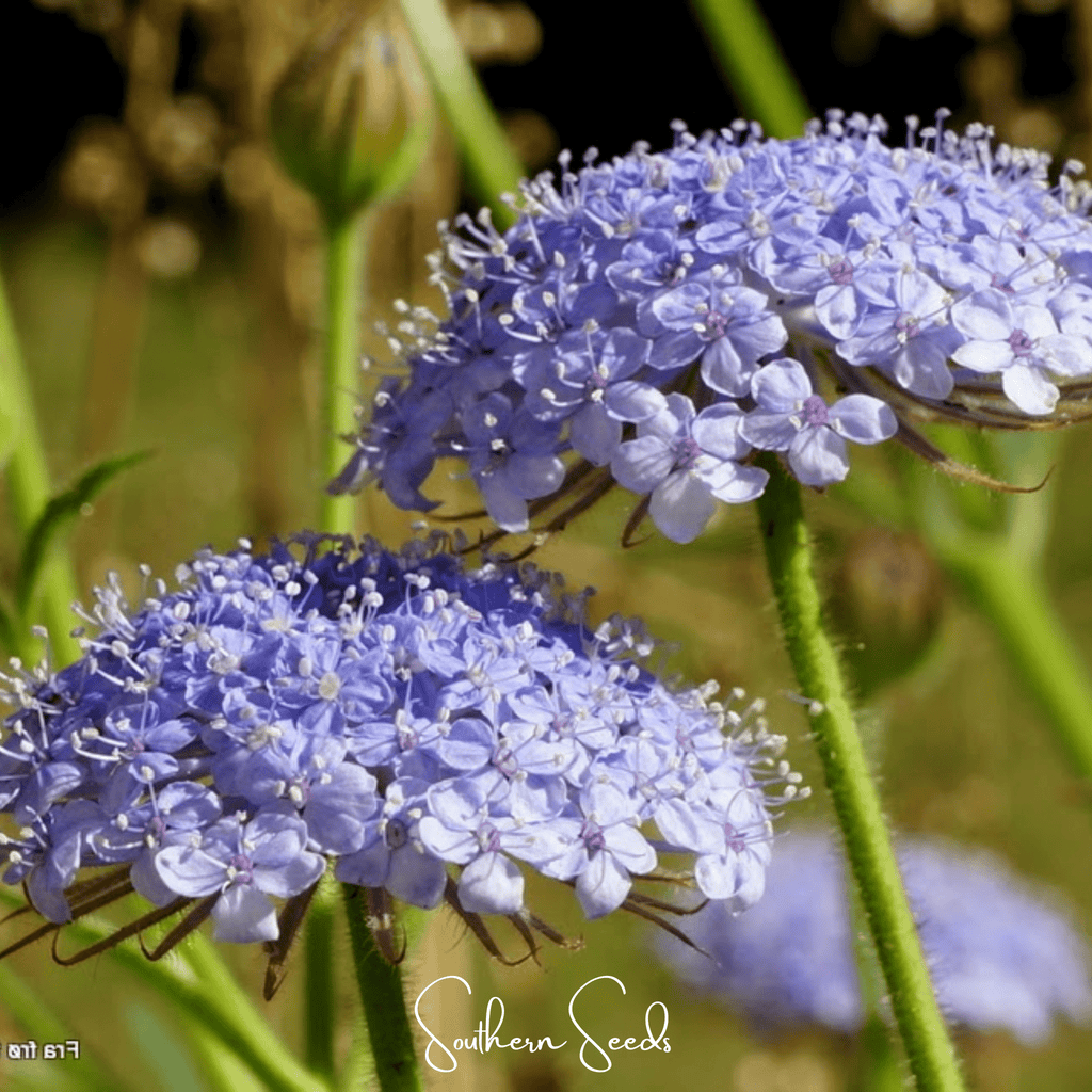 Blue Lace Flower Didiscus – 50 Seeds | Seeds | Wiccan Center