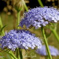 Blue Lace Flower Didiscus – 50 Seeds | Seeds | Wiccan Center