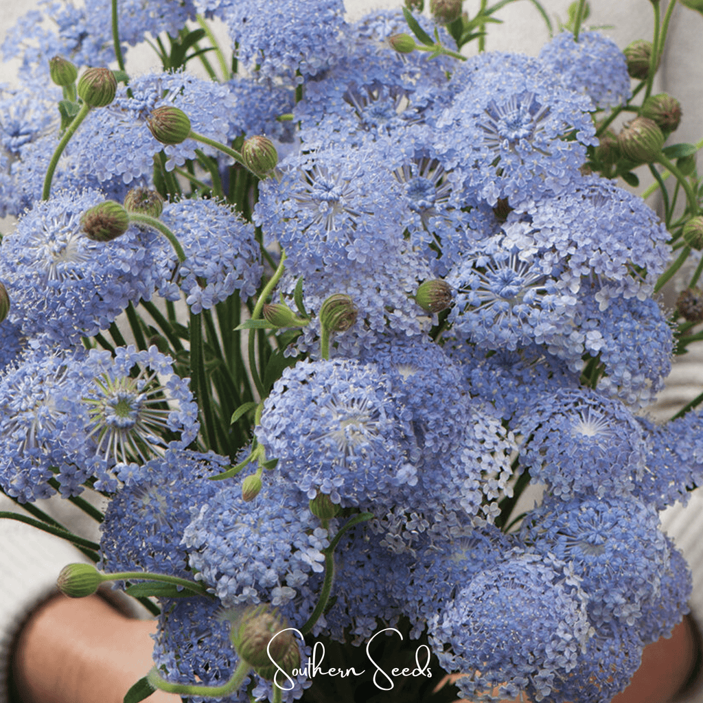Blue Lace Flower Didiscus – 50 Seeds | Seeds | Wiccan Center