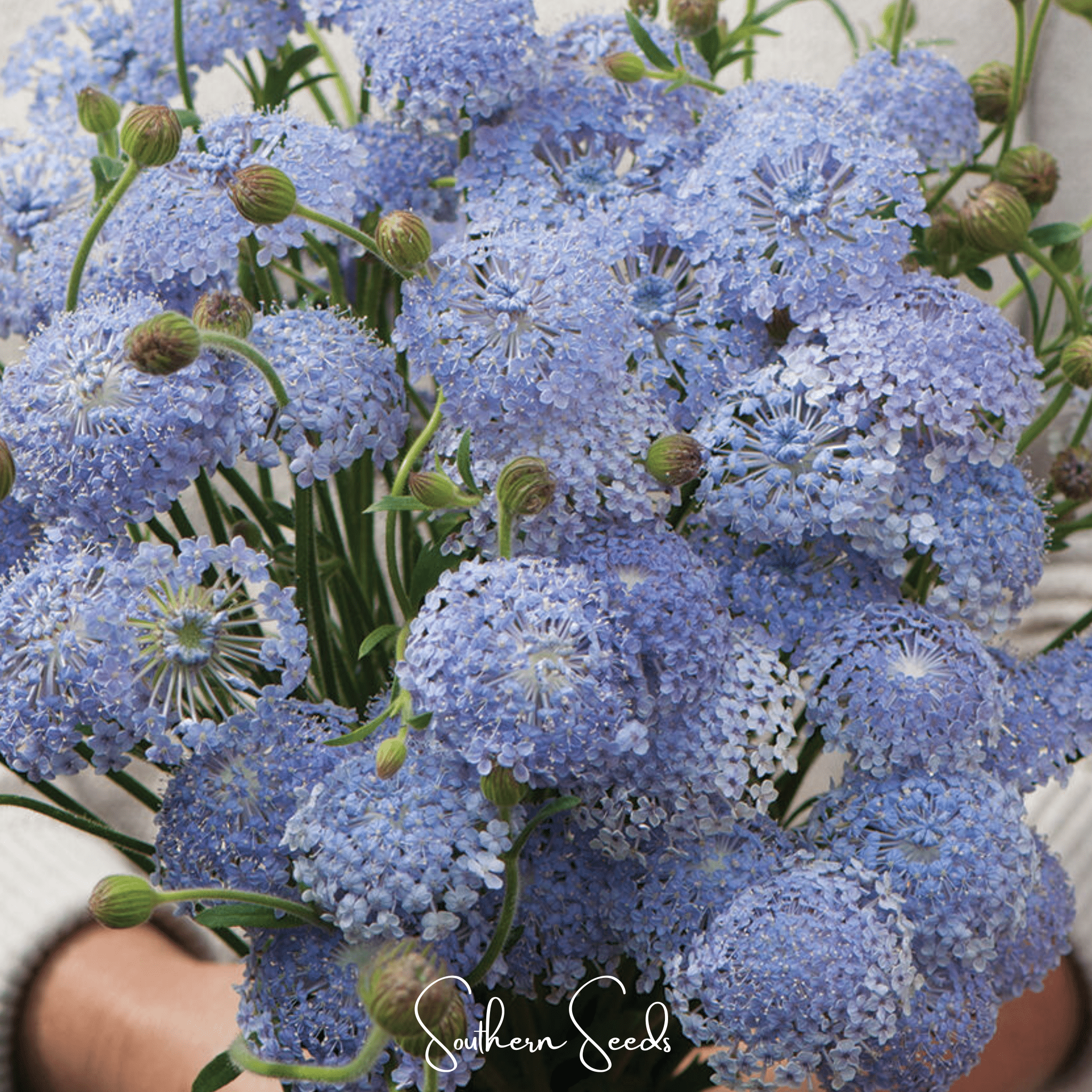 Blue Lace Flower Didiscus – 50 Seeds | Seeds | Wiccan Center