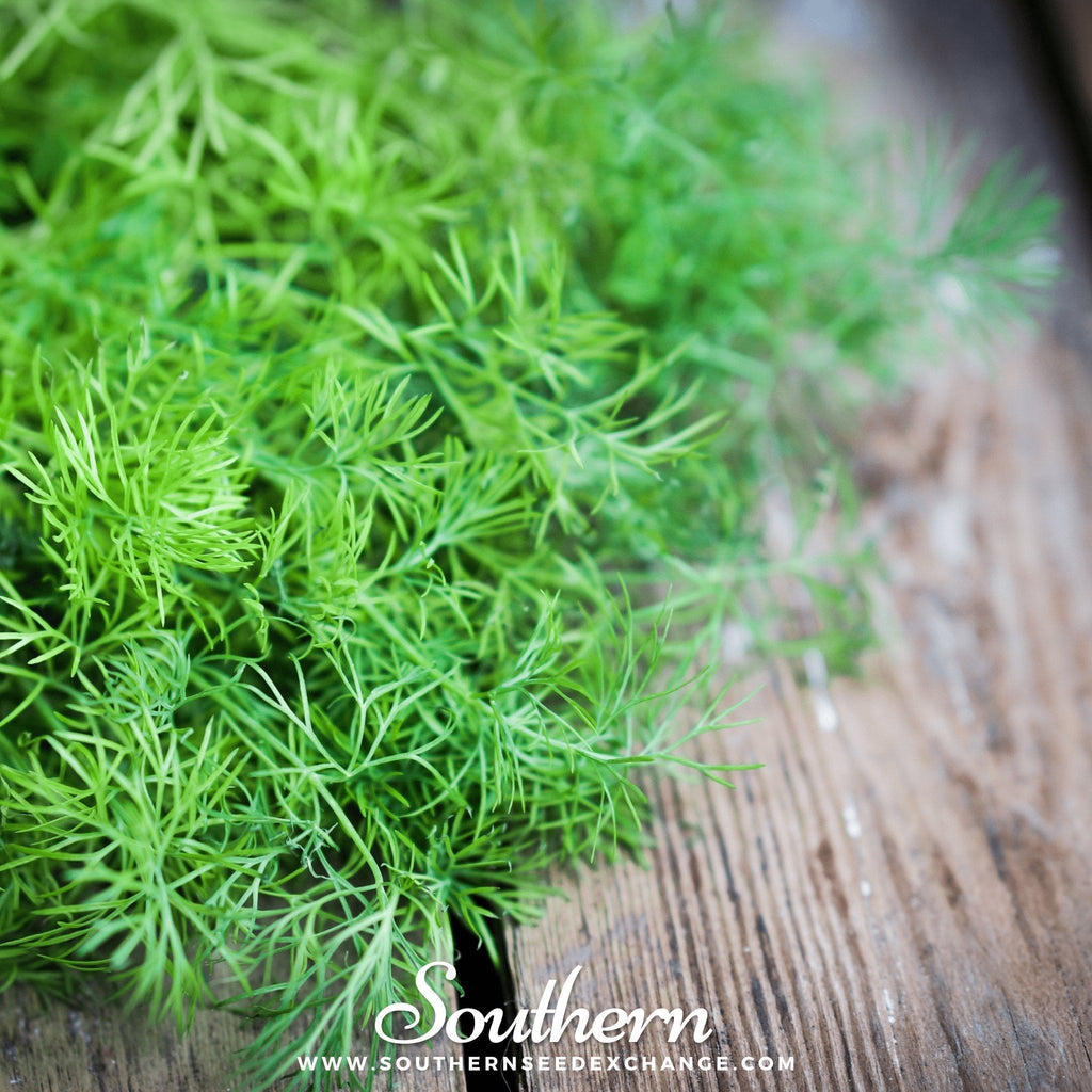 Bouquet Dill – 100 Seeds | | Wiccan Center