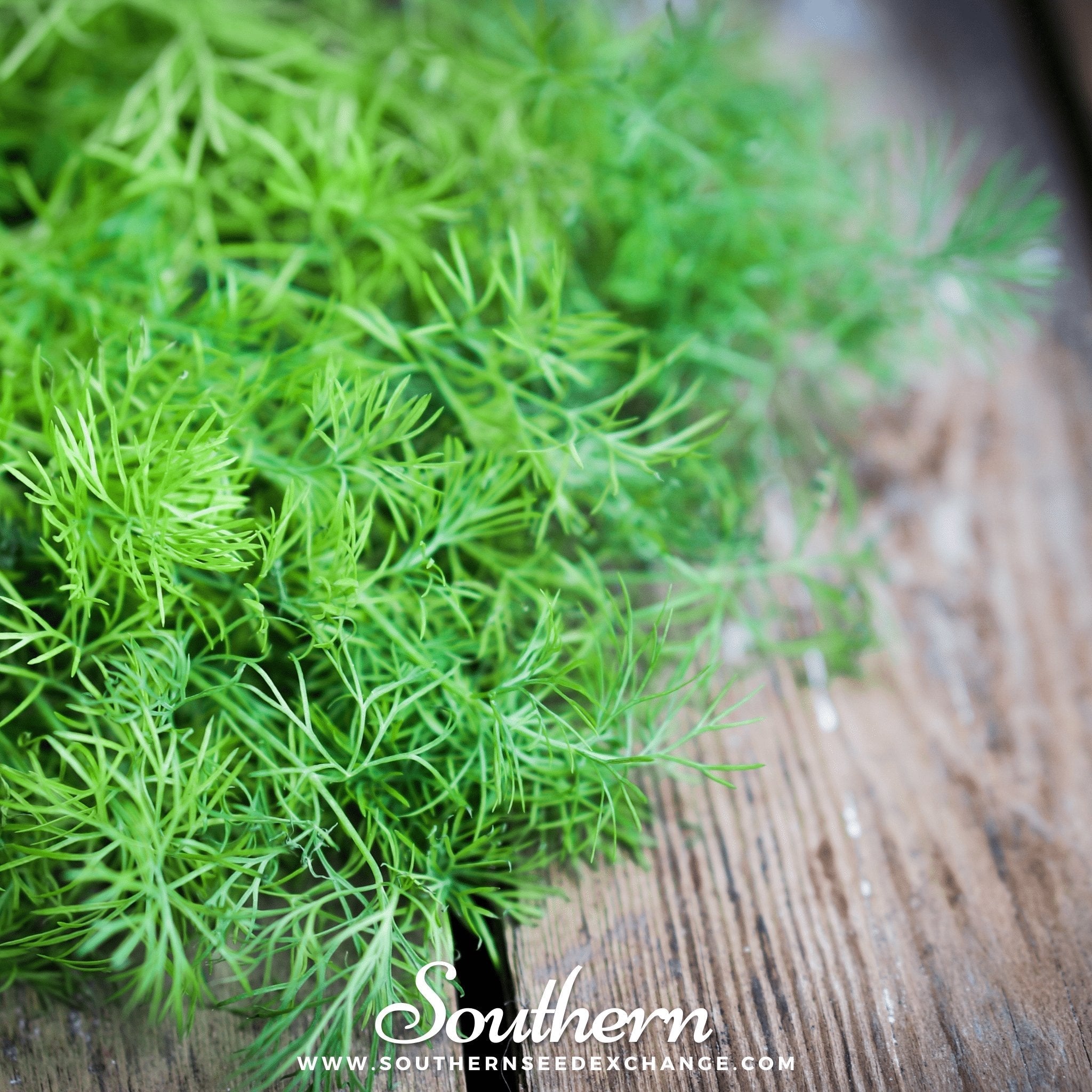 Bouquet Dill – 100 Seeds | | Wiccan Center