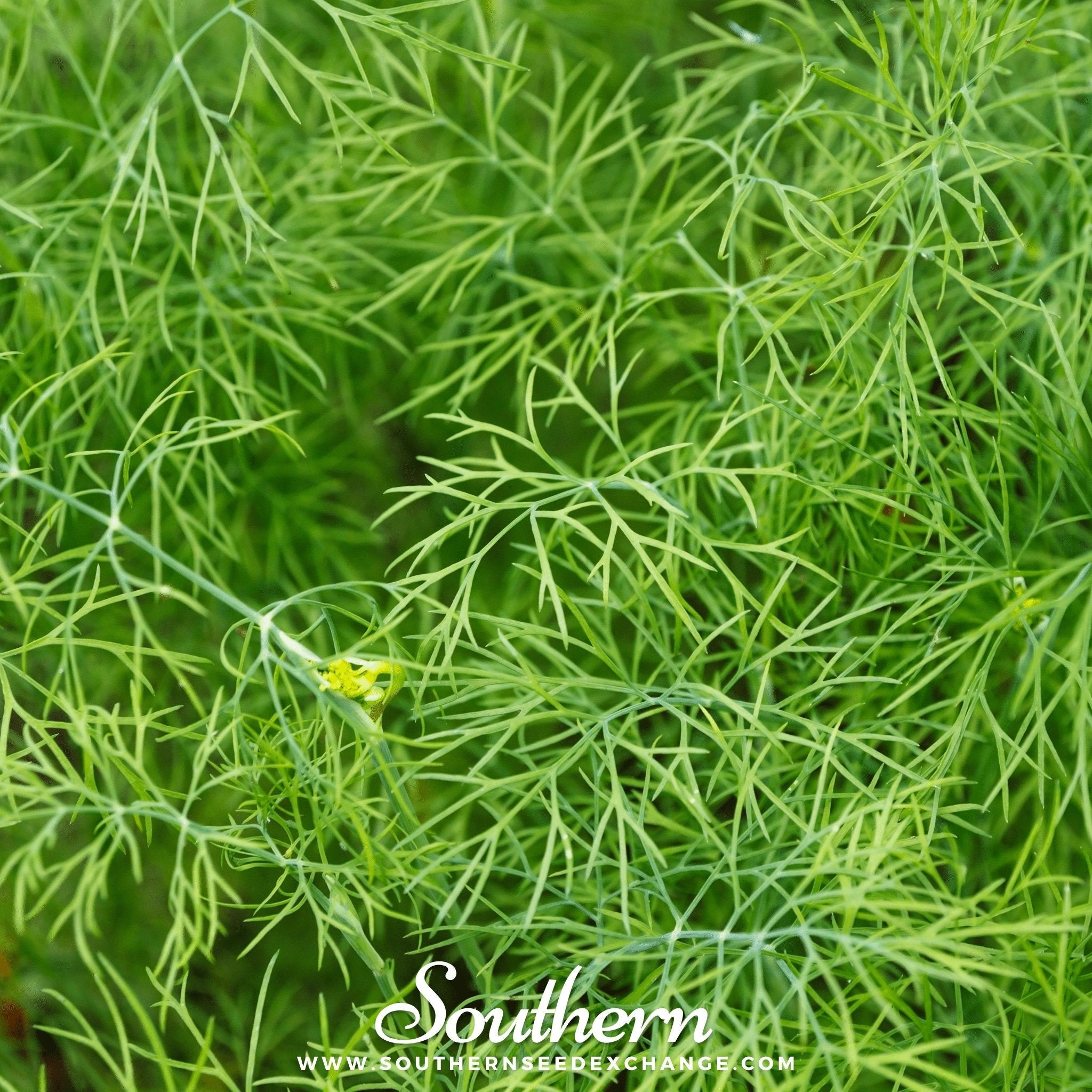 Bouquet Dill – 100 Seeds | | Wiccan Center