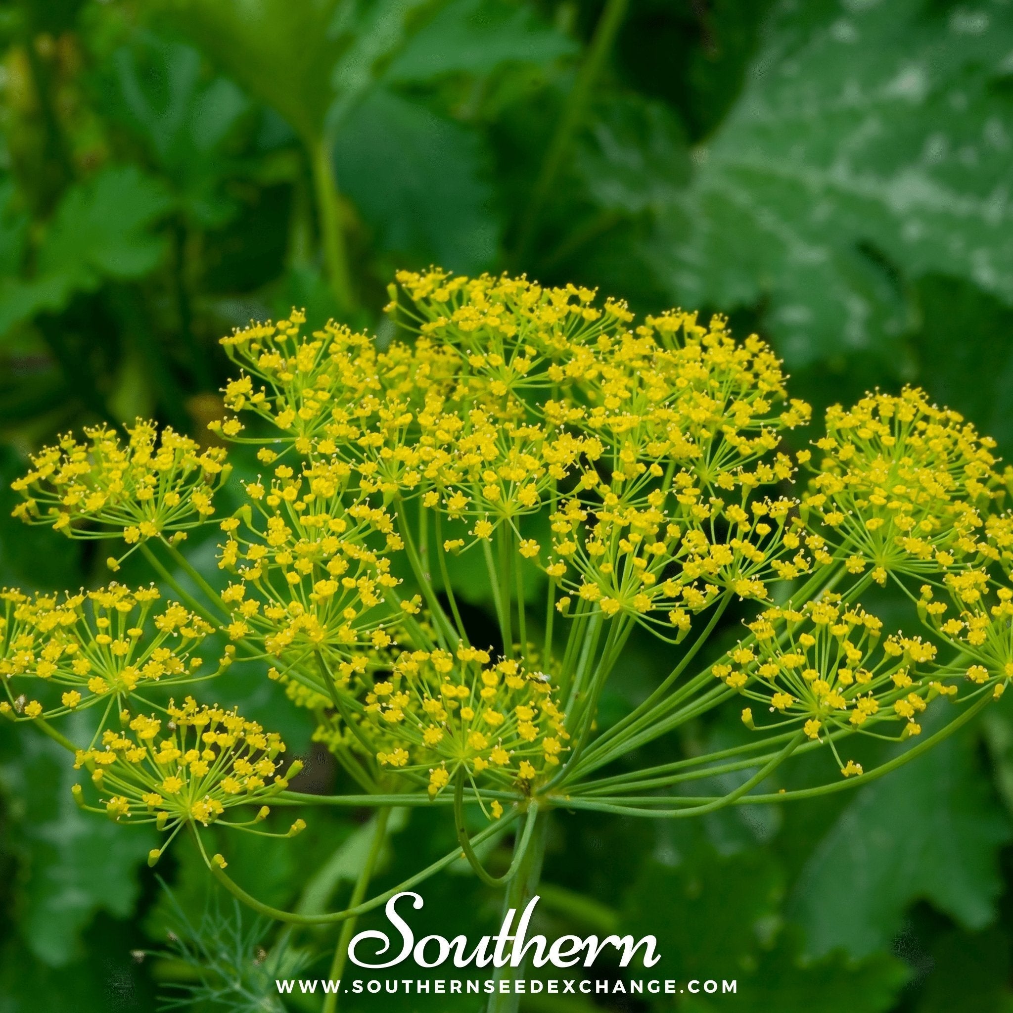 Bouquet Dill – 100 Seeds | | Wiccan Center