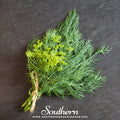 Bouquet Dill – 100 Seeds | | Wiccan Center