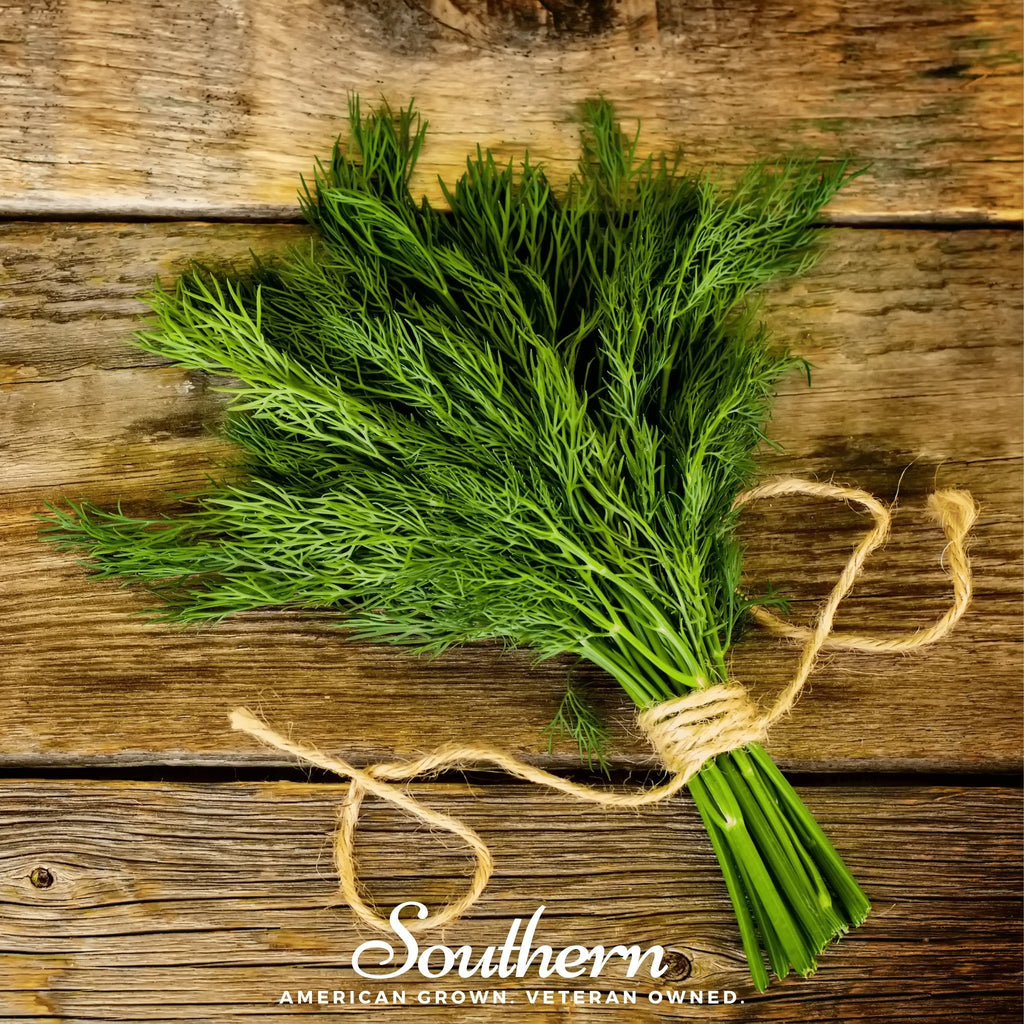 Dukat Dill – 100 Seeds | | Wiccan Center