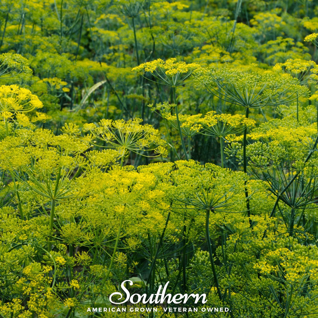 Dukat Dill – 100 Seeds | | Wiccan Center