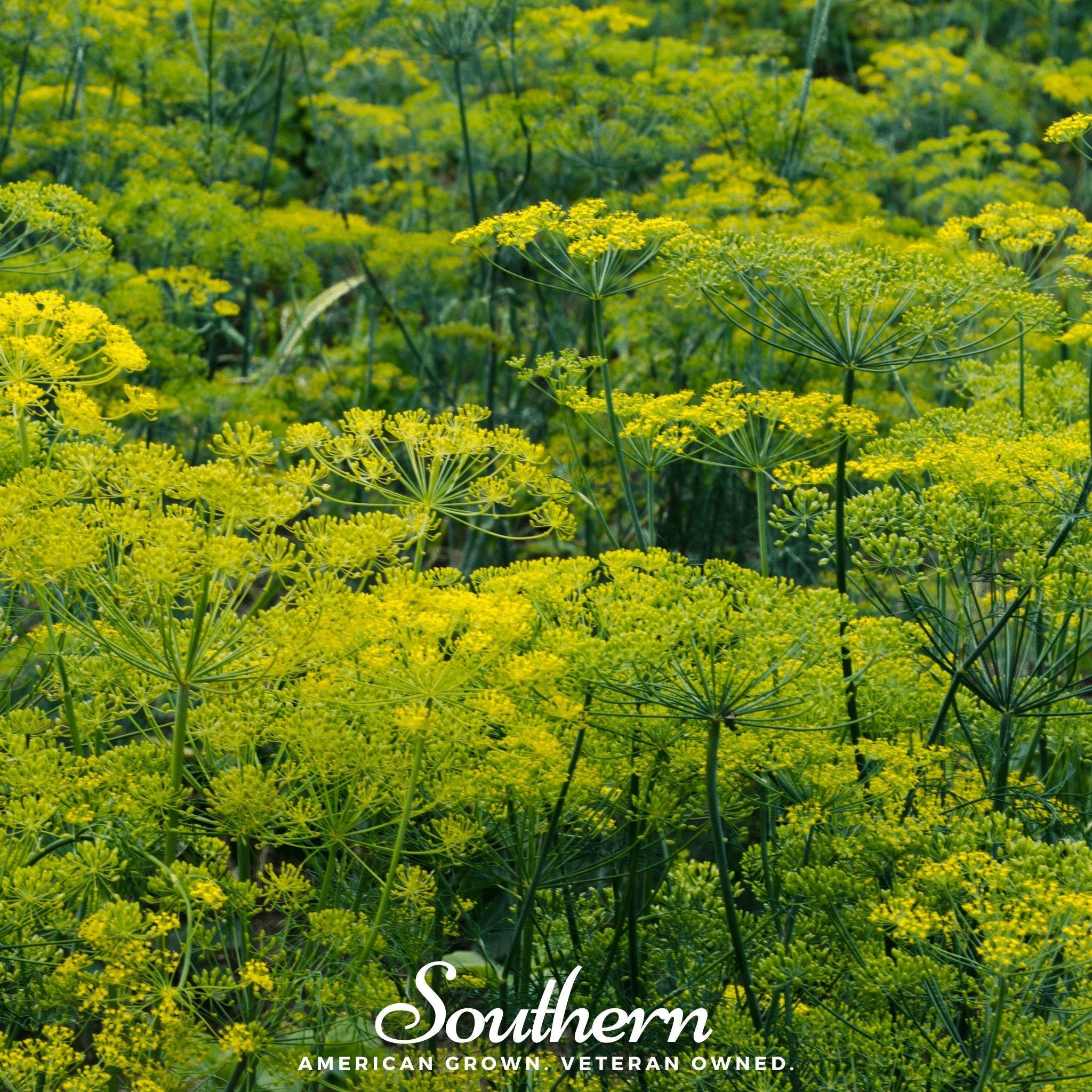 Dukat Dill – 100 Seeds | | Wiccan Center