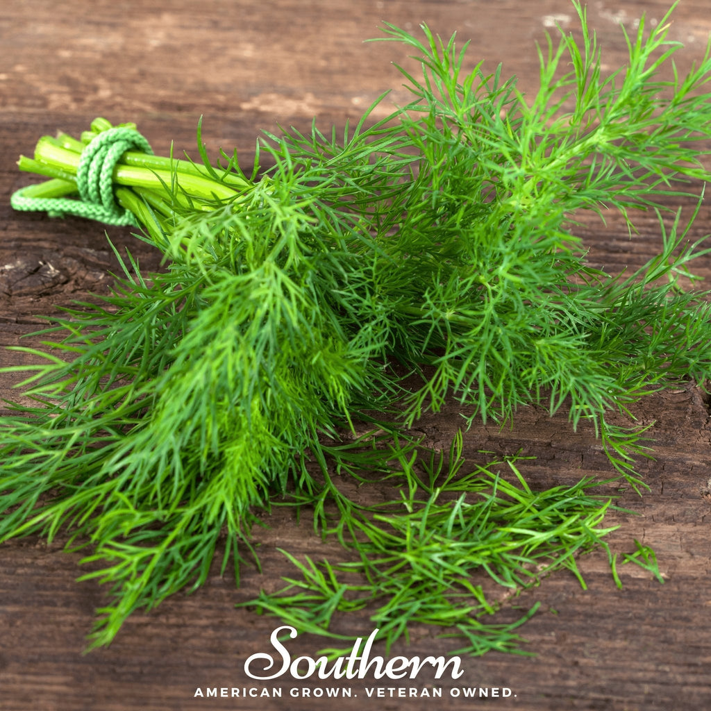 Dukat Dill – 100 Seeds | | Wiccan Center