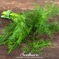Dukat Dill – 100 Seeds | | Wiccan Center